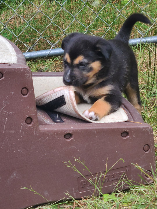 chinook dog